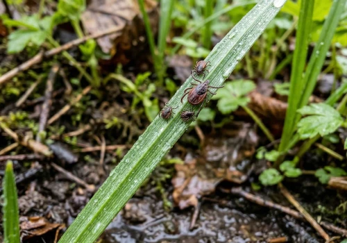 Kilka roślin ogrodowych to raj dla pasożytów. Właśnie tam gnieżdżą się kleszcze