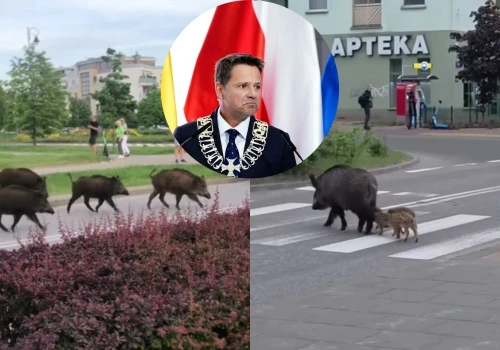 Warszawa: utworzono zespół do spraw dzikich zwierząt, który ma się zająć losem dzików