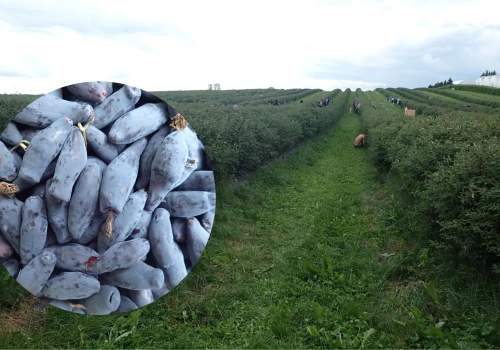 Gdzie na samozbiory jagody kamczackiej? 14 plantacji otwiera się dla odwiedzających