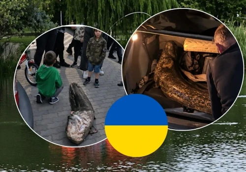 Ukrainiec, który nielegalnie wyłowił suma w Warszawie został wydalony z Polski
