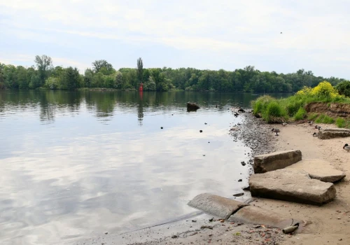Znowu martwe ryby w Odrze. Wysokie zasolenie i niski poziom tlenu. Są wyniki