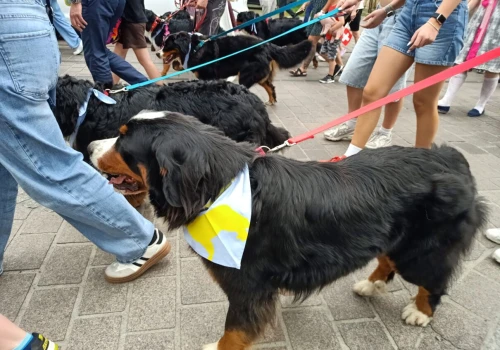 Tarnów w Tricolorze. Psia parada przeszła ulicami miasta