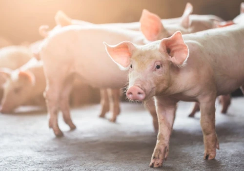 Zmowa cenowa na rynku wieprzowiny? Branża mięsna odniosła się do zarzutów