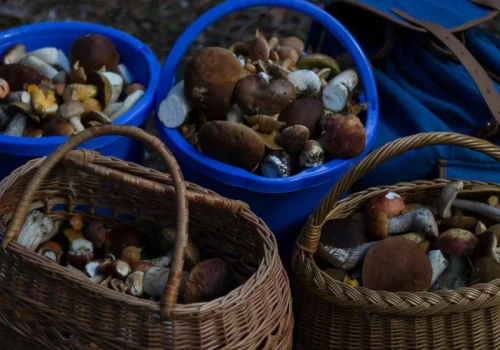 Nie zdradza tajnych miejscówek, ale pomaga znaleźć grzyby. Nowa aplikacja ruszyła