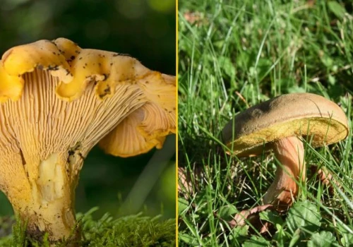 Sezon grzybowy ruszył! Pierwsze kurki i podgrzybki zajączki - wiemy, gdzie ich szukać