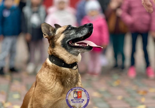 Cztery łapy na emeryturze. Wyjątkowa policjantka z Leżajska kończy służbę