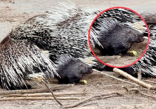 Powiększyła się grupa jeżozwierzy w zoo w Lisowie