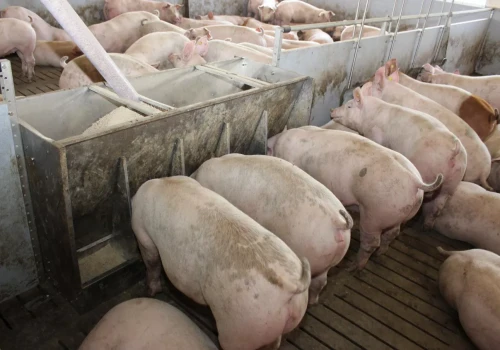 Świnie jedzą paszę, a zysk znika. Ten błąd kosztuje tysiące złotych