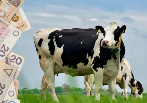 Produkują więcej mleka, a zarabiają mniej. Problem narasta