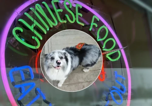 W Chinach porwano psa rasy Border Collie, który był Internetową gwiazdą. Został sprzedany i zjedzony
