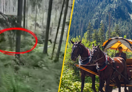 Pokazali, co niedźwiedź robił tuż przy szlaku w Tatrach. 