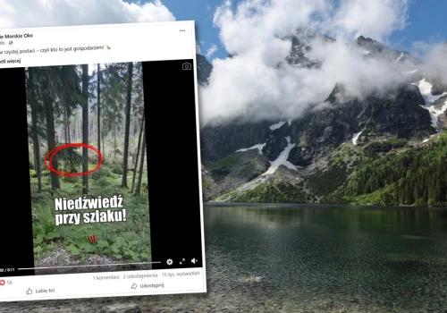 Niedźwiedź poluje tuż przy szlaku do Morskiego Oka. Fiakrzy ostrzegają turystów