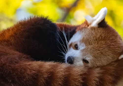 Pierwsza taka sytuacja między Chinami z Tajwanem od lat. Powodem pandki