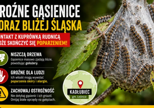 Groźne gąsienice coraz bliżej Śląska. Kontakt z kuprówką rudnicą może skończyć się poparzeniem!