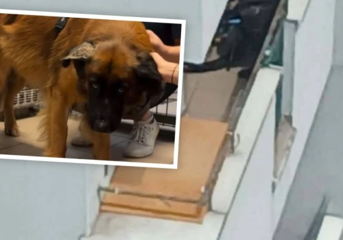 Pies bity i przetrzymywany na balkonie w Opolu. Doda apeluje o adopcję
