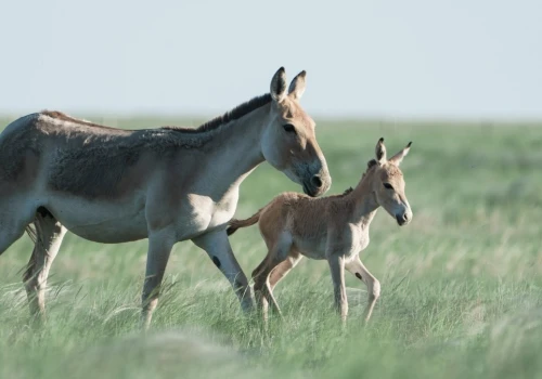 Polskie zoo przekazało radosną wieść z Azji. Narodziło się bezcenne zwierzę