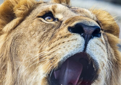 Lwy, żarłacze, nawet lisy. To będzie zoo, jakiego dotąd nie widzieliśmy