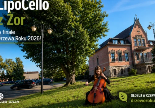 Niezwykła historia lipy i młodej wiolonczelistki. LipoCello z Żor walczy o tytuł Drzewa Roku 2026!
