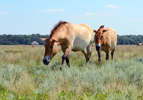 Przodek koni wymarł w naturze. Wraca, pojawił się w kolejnym kraju