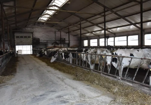Miał 70 krów. Zostawił 50 i zaczął produkować więcej mleka
