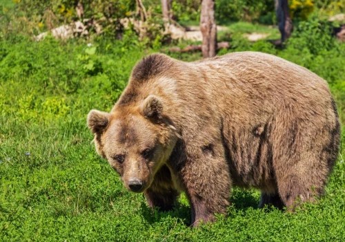 Niedźwiedź dopadł łanię przy szlaku! Nagranie ku przestrodze