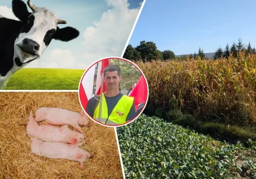 12 krów, 18 macior i 50 ha gospodarstwa. Rolnik doliczył do tego 8 kontroli w rok