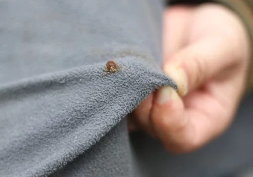 Kleszcze mają słaby punkt. Badacze pokazali zaskakująco skuteczną metodę