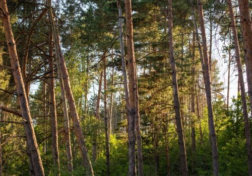 Spacer po lesie z cyfrowym przewodnikiem. Leśnicy zachęcają do korzystania z aplikacji mobilnej