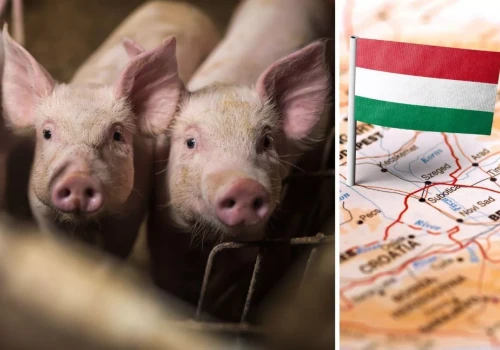 Pierwszy przypadek ASF u świń w tym kraju. Likwidują 3000 sztuk