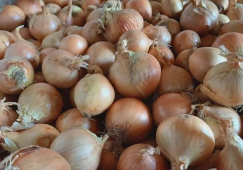 Kujawy liderem produkcji cebuli. Nadzór fitosanitarny otwiera rynki