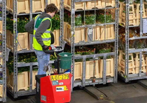Holendrzy są za ograniczeniem liczby imigrantów zarobkowych