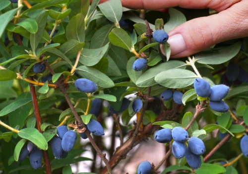 14 plantacji otwiera bramy. Można jeść do woli i zabrać owoce do domu