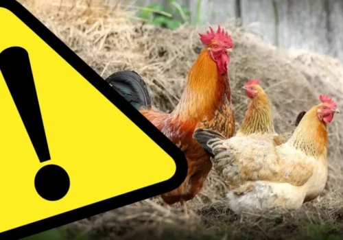 Komunikat Powiatowego Lekarza Weterynarii w Ząbkowicach Śląskich