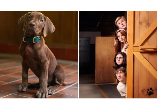 Poznajcie Scooby-Doo. Ten psiak wystąpi w serialu aktorskim Netfliksa