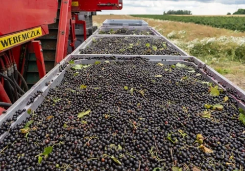 Porzeczki będzie mniej. Przymrozki i susza odbiją się na zbiorach