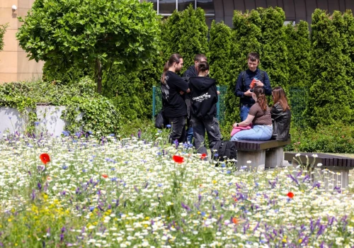 Eksplozja barw i życia. Tak rozkwitła eksperymentalna łąka kwiatowa w Rzeszowie