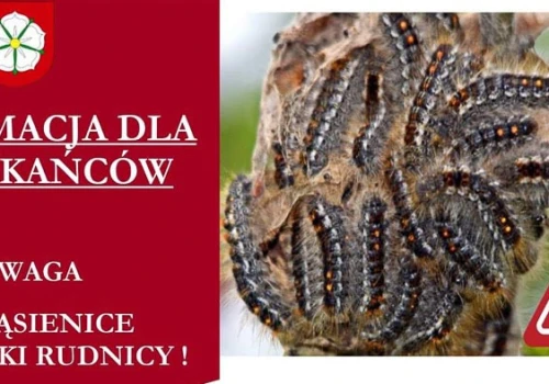Ostrzegają przed niebezpiecznymi gąsienicami