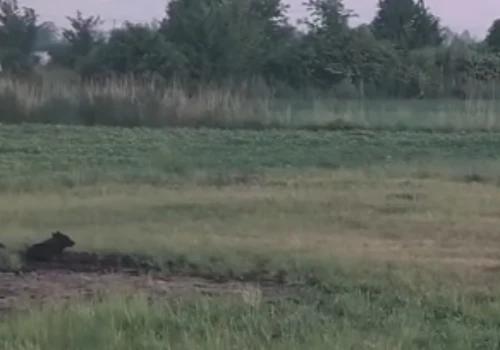 Jeden dziki pies odłowiony, wkrótce kolejne próby (Wracamy do tematu)