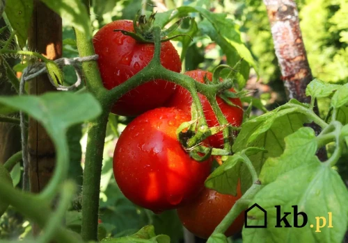 Prosty trik, który naturalnie zwiększy plony pomidorów. Tylko doświadczeni ogrodnicy go znają