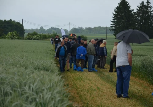 14,2 t pszenicy z hektara. Te odmiany przyciągały uwagę rolników