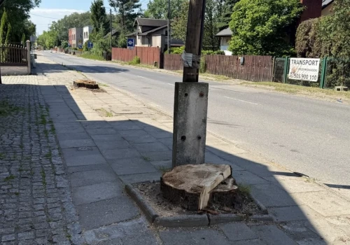 Wycinają drzewa, bo będą kolidować z drogą. Urząd tłumaczy się z wycinki drzew na ul. Szczakowskiej