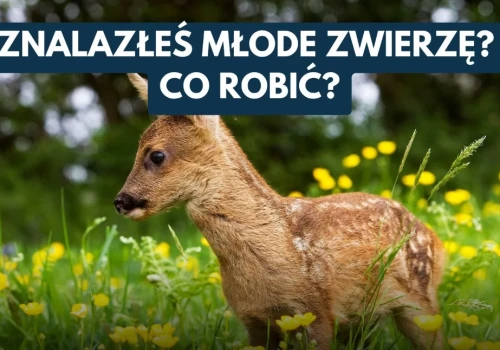 Nie pomagajmy na siłę. Wiosną i latem młode dzikie zwierzęta często nie potrzebują ratunku