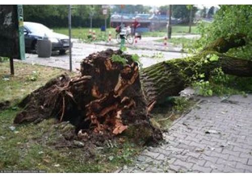 Drzewo runęło na przechodniów. Miasto się tłumaczy