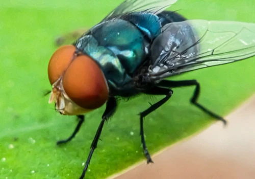 Pasożyt zagraża stadom w USA. Co należy wiedzieć o biologii muchy śrubowej?