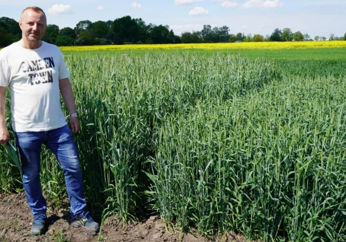 Która odmiana da największy plon? Tutaj rolnik porówna je wszystkie naraz