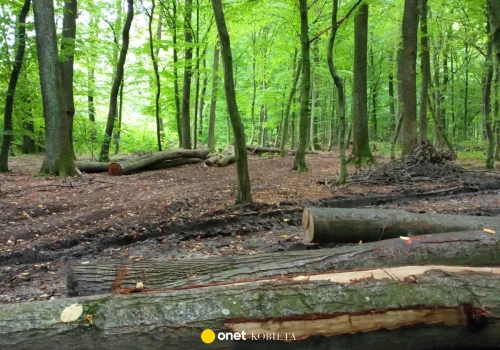 Deweloper bez zgody wyciął dęby w Nowym Dworze Mazowieckim. 