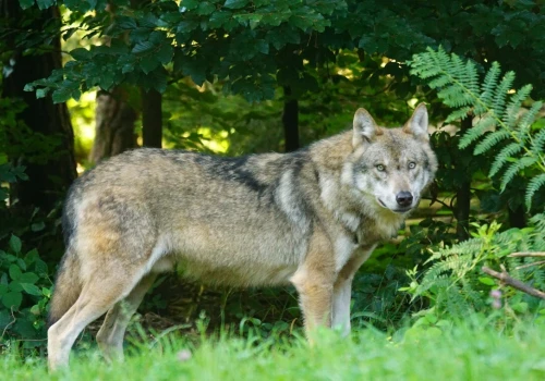 Wilki coraz bliżej ludzi. Groźny incydent pod domem w Jabłonce