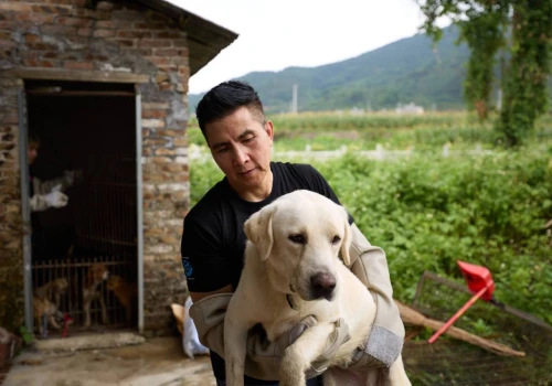 Pierwsza rzeźnia psów w chińskim Yulin została zamknięta. Sukces aktywistów przed dorocznym festiwalem