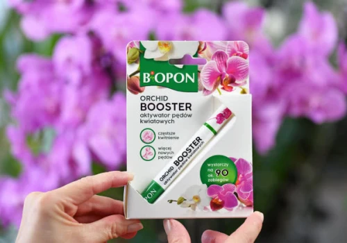 Storczyk nie kwitnie? Posmaruj tym pęd, a pojawi się kaskada kwiatów. Poznaj Bopon Orchid Booster