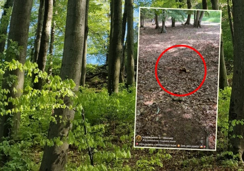 Poszedł na grzyby, pokazał, co znalazł. 